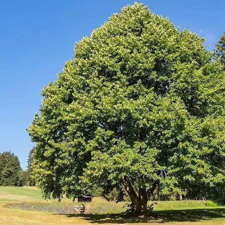 Stoehrmuehle